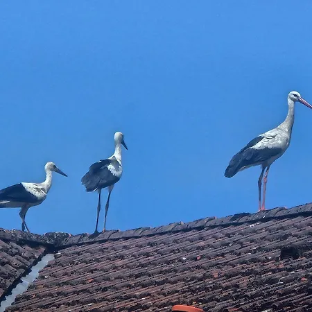 Appartement 14 Bienenstock - Hof Wiesengrund *